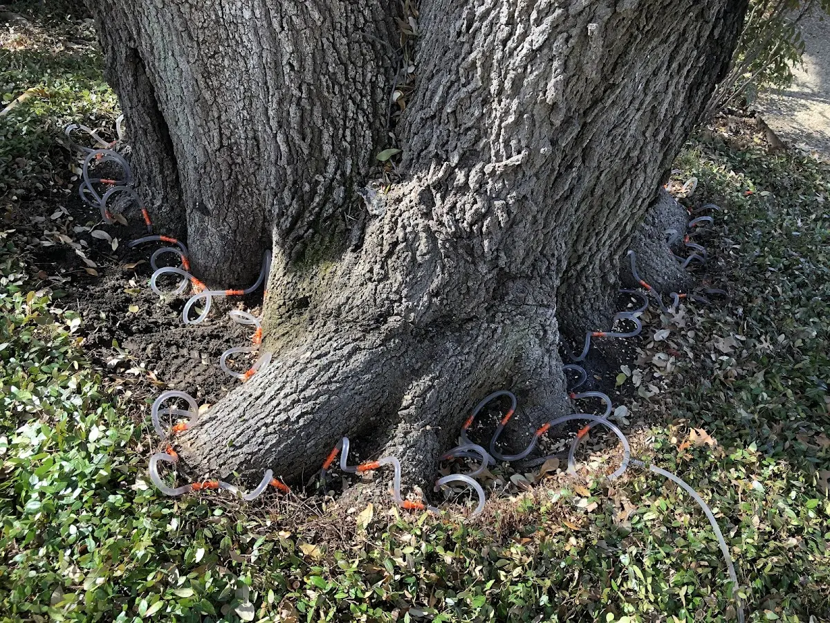Detailed Tree Cabling and Bracing job site in Soperton